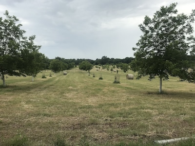 Ben Ranch Cabins located in a century old Pecan Orchard 