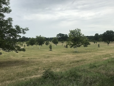 Ben Ranch Cabins located in a century old Pecan Orchard 