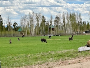 The field across from the cabin with Moose