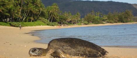 About a half-mile down the beach on the right is where several turtles sleep. 
