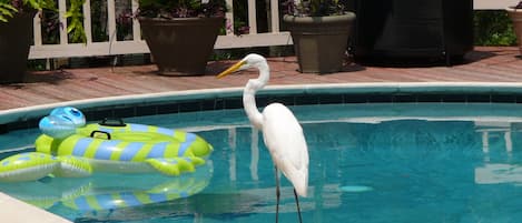 One of our locals enjoying the pool  before our deck was redone.....
