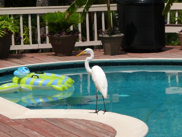 One of our locals enjoying the pool  before our deck was redone.....
