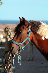 Horsefarm apartment: swimming pool, sea views, Wifi & airconditioning 