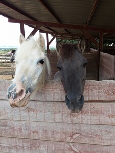 Horsefarm apartment: swimming pool, sea views, Wifi & airconditioning 