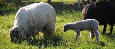 Teeswater ewe with lamb