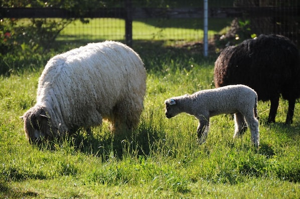 Teeswater ewe with lamb