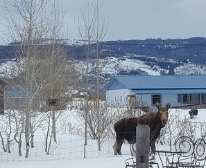 Winter Visitor in the yard