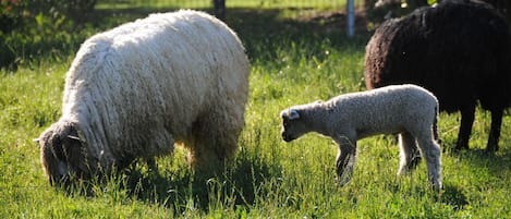 Teeswater ewe and lamb