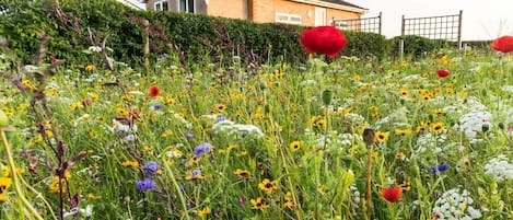 The bungalow from the meadow 