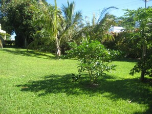 Lovely Garden area
