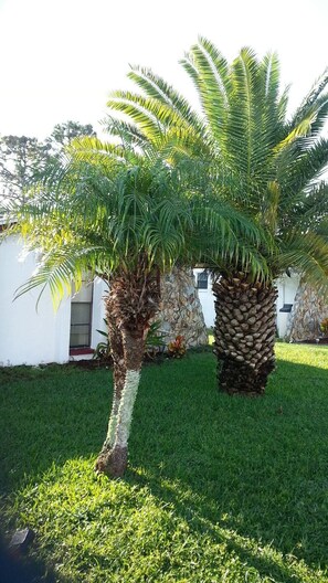 Sunrise, front yard