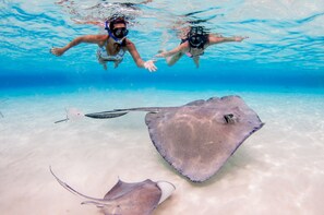 SWIM with Stingrays!