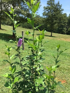 Maple Creek Farm - Fall leaves peaking soon!