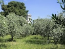 Olive trees around the castle