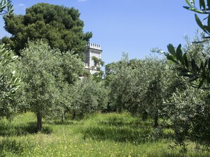 Olive trees around the castle