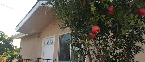 Fruit tree in the front yard