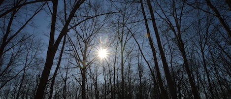 On a walk in the woods February 22, 2020.