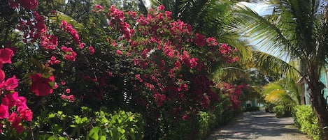 Bougainvillas in bloom at Diamonds By The Sea