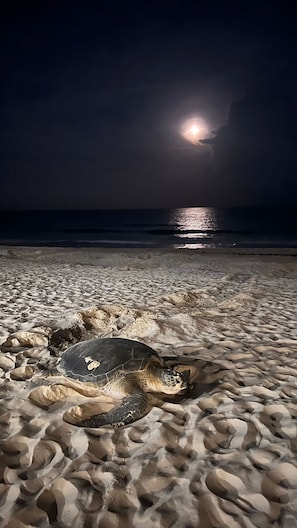 Mama Turtle laying eggs in front of our balcony, season May to October
