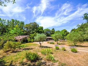 Tree, Vegetation, Shrub, Landscape, Rural Area, Land Lot, Plant Community, Plain, Spring