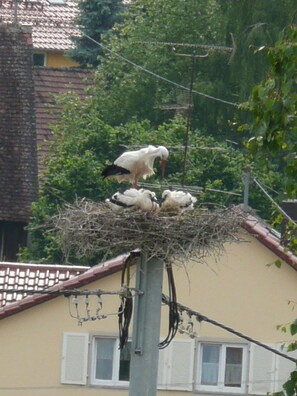 Storchennest Blick mit dem Fernglas vom Schlafzimmerfenster aus