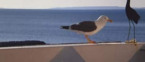 Vue sur la plage ou l’océan