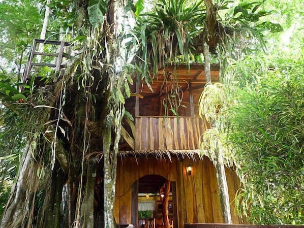 Jungle Tree House