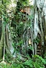 second deck hidden in 'Matapalo' tree, Cahuita, Costa Rica