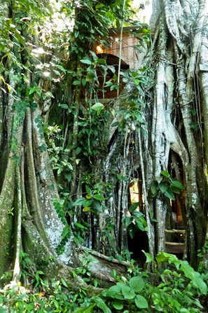 second deck hidden in 'Matapalo' tree, Cahuita, Costa Rica