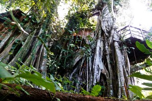 Jungle Beach Tree House Cahuita, Costa Rica