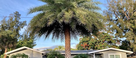 Front of house— entry door to 3 bedroom unit. Tropical landscapes 
Lockbox 