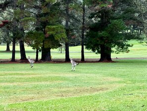 Kangaroos