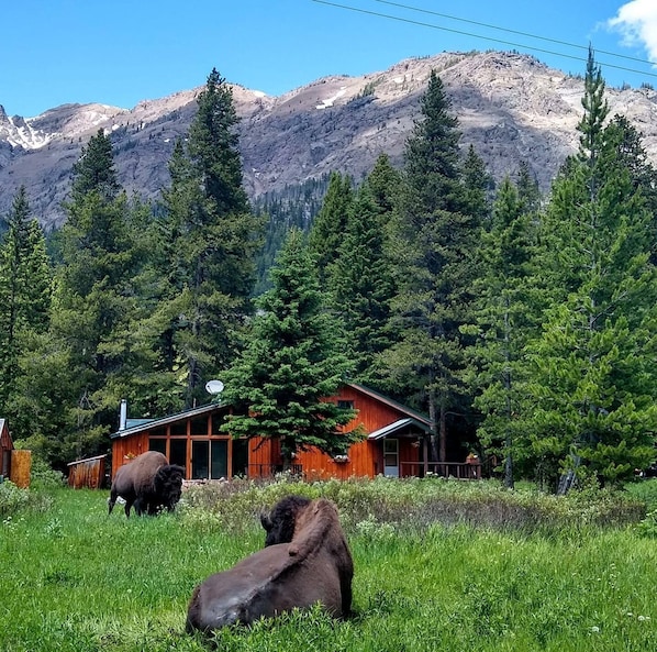 Front view of the cabin, with a couple of neighborhood bison in the yard