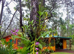 The Rainforest Hideaway hidden behind the trees and orchids