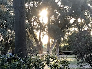 Ancient oaks provide beauty and shade