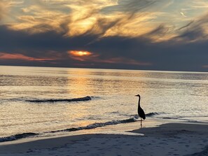 Heron Enjoying The Sunset