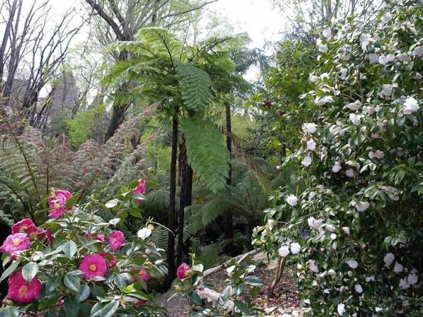 Camellias and Cooperii Ferns wish you a good morning 
