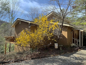 Spring Forsythia in bloom, drifts of lovely mountain laurel also bloom in spring