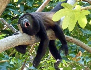 Local howler monkeys, they sometimes are beside the cabina.