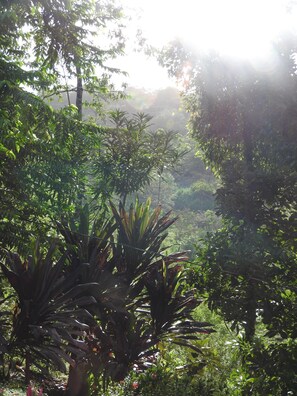 early morning views of my garden