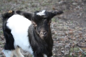 One of our many fainting goats