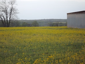 pastures of flowers