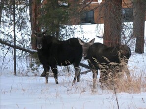 Moose come to visit our property