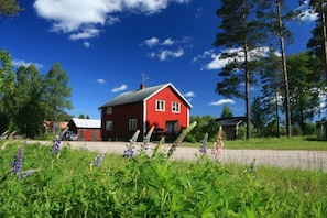 View of house  and lupins from the road.
