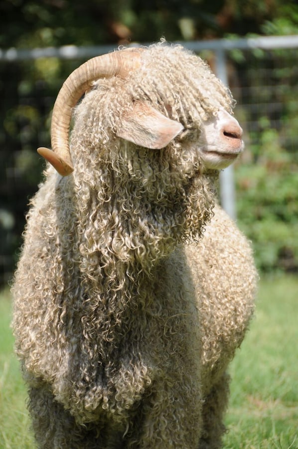 Show stopper; Angora Goat