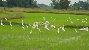 Herons in the rice fields