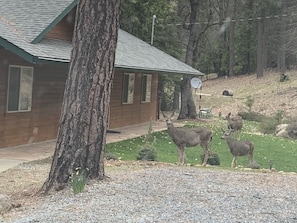 A family of deer on the front yard