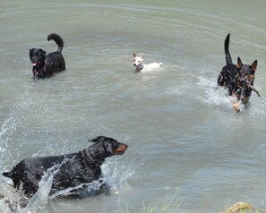 Dog Party!