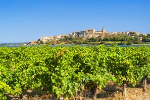 Vineyard