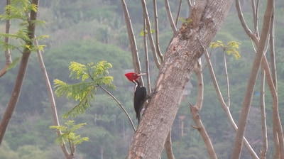 Alquiler de casa en Yelapa con piscina